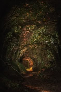 an image of a tunnel in the woods