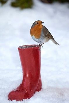 a small bird perched on top of a red boot in the snow