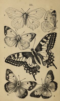 four butterflies are shown in black and white