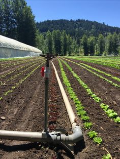 a pipe in the middle of a field with plants growing on it and trees in the background