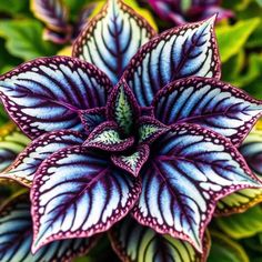 purple and white flower with green leaves in the background, close up view from above