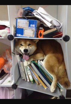 a dog laying on top of a bookshelf filled with lots of books and supplies