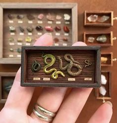 a person holding up a miniature box with some snakes in it's display case