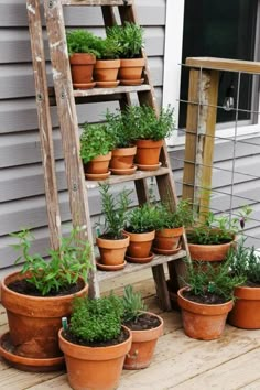 several potted plants sitting on top of a wooden shelf