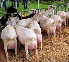 a herd of sheep standing next to each other on top of hay