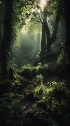 the sun shines through the trees and leaves in this forest with mossy rocks