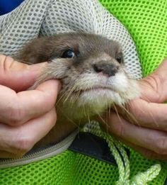 a person holding an animal in their hands while wearing a green shirt and blue pants