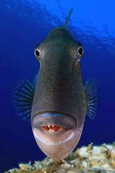 a black and white photo of a fish with its mouth open looking at the camera