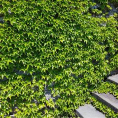 a green plant with lots of leaves growing on it's side wall next to steps