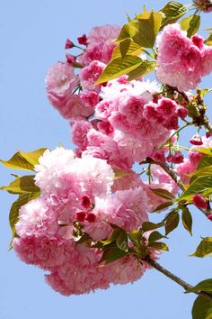 pink flowers are blooming on a tree branch