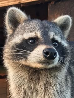 a raccoon is looking at the camera