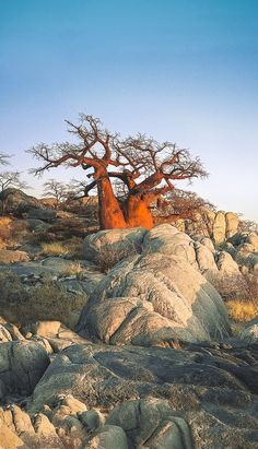 a tree that is sitting on some rocks