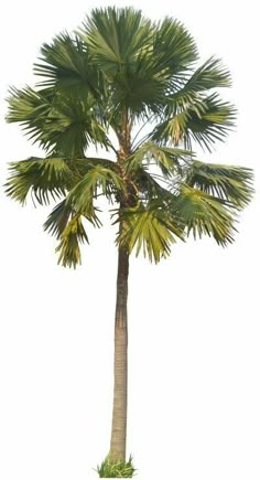 a tall palm tree with green leaves on it's trunk, against a white background