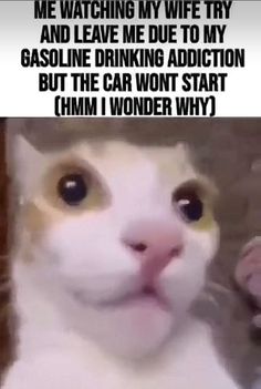 a white cat with yellow eyes is looking at the camera and has an interesting caption that reads, me watching my wife try and leave me due to my gas