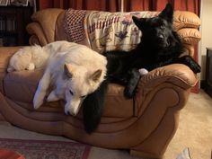 two dogs laying on top of a couch next to each other in a living room