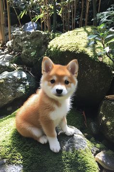 a small brown and white dog sitting on mossy rocks