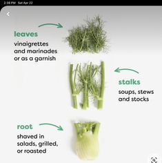 the stages of growing fennels and how to cut them