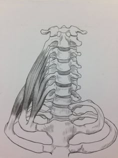 this is an image of a drawing of the back of a human skeleton with its ribs exposed