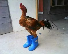 a rooster standing on top of blue rubber boots