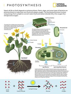 the life cycle of plants and their functions in photosyntheism infographical poster