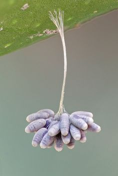 a bunch of purple bananas hanging from a green leaf