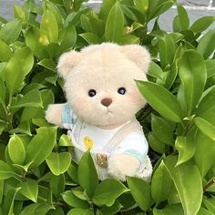 a teddy bear is sitting in the bushes