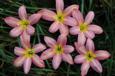 four pink flowers with yellow centers in the grass