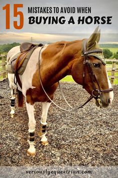 a brown and white horse standing on top of gravel