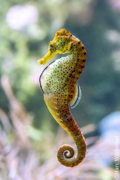 a yellow and black sea horse hanging upside down