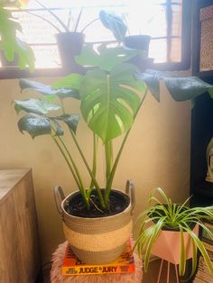 a potted plant sitting on top of a wooden table