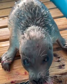 an animal that is laying down on some wooden planks with blood all over it