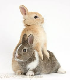 two rabbits sitting on top of each other in front of a white background and one rabbit standing up