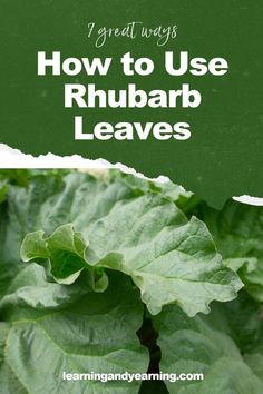 green leaves with the words how to use rhubarb leaves