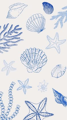 blue sea shells and starfish on a white background