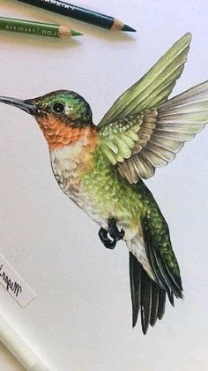 a drawing of a hummingbird with its wings spread