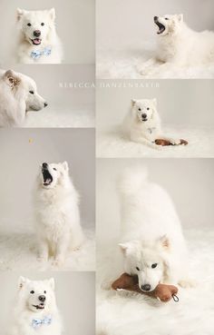 four polar bears are posed in different poses and posing for the camera with their mouths open