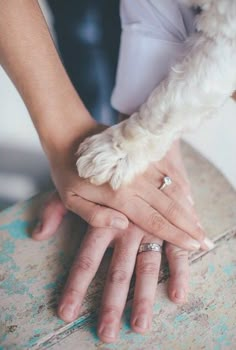 a close up of a person holding a dog's hand