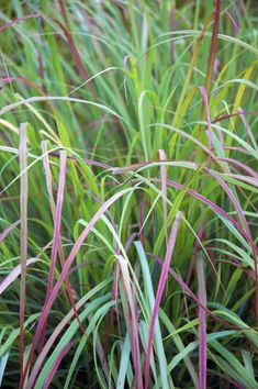 purple and green plants with long thin stems