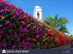 colorful flowers line the side of a building with a clock tower in the background