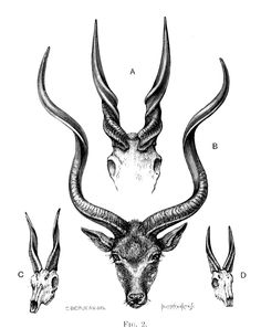 three horned animals with long horns are shown in black and white