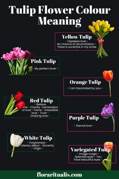 the different types of tulips are shown in this poster