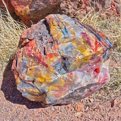 The Fascinating World of Petrified Wood: Nature’s Stone Trees Rock Display Ideas, Rock Display, Knife Aesthetic, Agate Rocks, Rock Collecting, Fossilized Wood, Rock Hunting, Plant Fungus