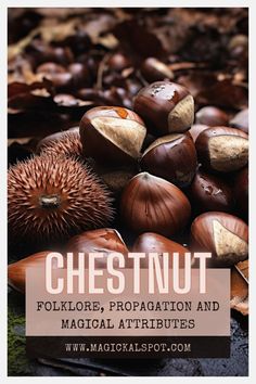 chestnut nuts with the words chestnutnut folklore, propagation and magic attributes on it