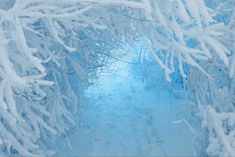 a snow covered path with trees in the middle and blue sky above it, surrounded by white branches