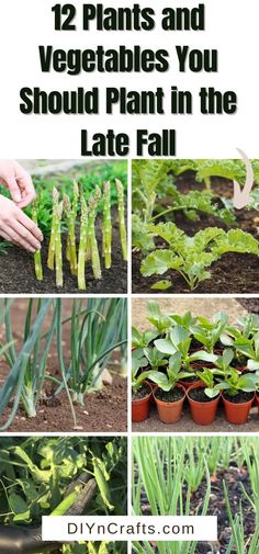 plants and vegetables you should plant in the late fall or early summer months with text overlay that says, 12 plants and vegetables you should plant in the late fall