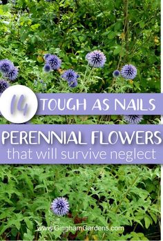 blue flowers with text overlay that says tough as nails perennial flowers that will survive neglect