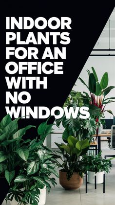 Boost your office mood with beautiful indoor plants that thrive without sunlight! Learn which low-maintenance options are perfect for a workspace with no windows and improve air quality while you're at it. Save this pin for later and create a happier, healthier work environment today! No Sunlight Plants Indoor, Office With No Windows, Beautiful Indoor Plants