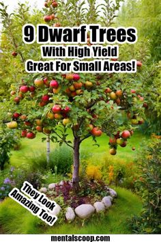 9 Dwarf Trees With High Yield Great For Small Areas! - Mental Scoop Woodland Food, Garden Woodland, Family Homestead, Gardening Tricks, Growing Trees, Homestead Gardens, Backyard Farming, Have Inspiration