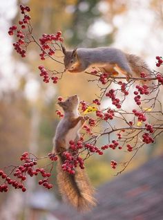 two squirrels are eating berries from a tree