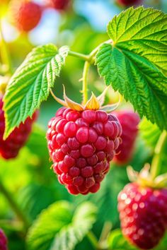 raspberries growing on the tree with green leaves